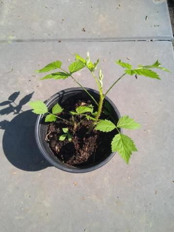 Rode framboos planten beschikbaar voor biedingen
