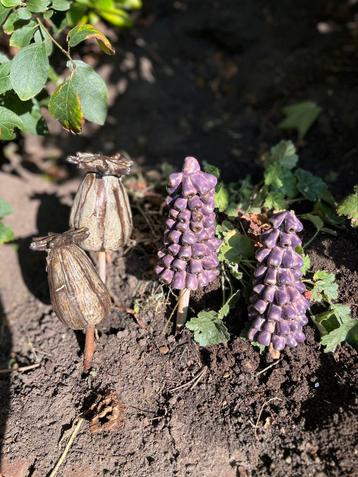 Tuinversiering van keramiek op een stokje beschikbaar voor biedingen