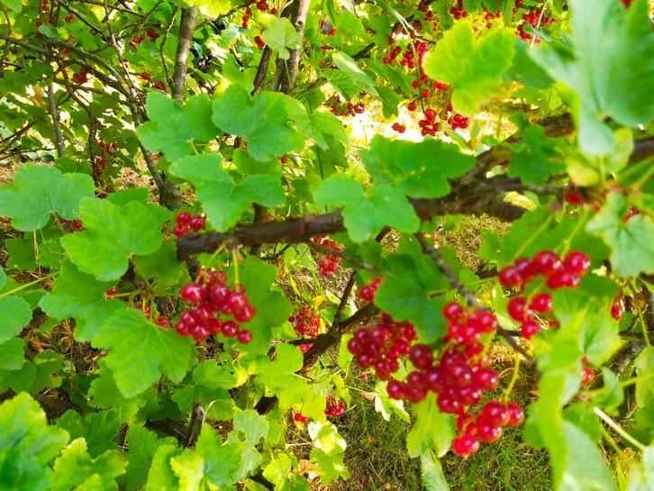 RODE BESSEN WITTE BESSEN AALBESSEN JAM SAP KWARK diepvries, Diversen, Levensmiddelen, Ophalen