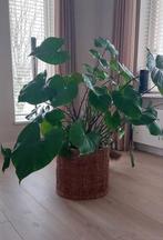 Grote Alocasia, Ophalen, Halfschaduw, 100 tot 150 cm