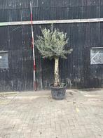 Olijfboom hoote 250cm, Tuin en Terras, Planten | Bomen, Ophalen, Palmboom, 100 tot 250 cm