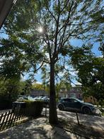 BOOM, Tuin en Terras, Planten | Bomen, Volle zon, Lente, 400 cm of meer, Overige soorten