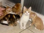 Zindelijke super schattige Kittens te koop, Meerdere dieren, Kortharig, 0 tot 2 jaar