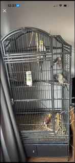 3 lieve valkparkieten, Meerdere dieren, Parkiet, Tam