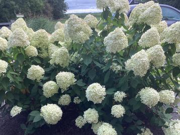 10 heesters pluim Hortensia’s type Lime Light. beschikbaar voor biedingen