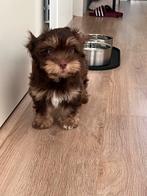 Herplaatser: Boomer pup, 13 weken oud, zoekt gouden mandje, Dieren en Toebehoren, Honden | Chihuahua's en Gezelschapshonden, 8 tot 15 weken