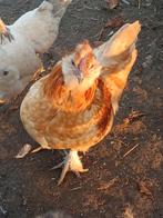 Jonge kip/ haan, Dieren en Toebehoren, Mannelijk, Kip