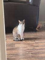 Jumbo kleine kater 4 jaar, Dieren en Toebehoren, Kater, Kortharig, 3 tot 5 jaar