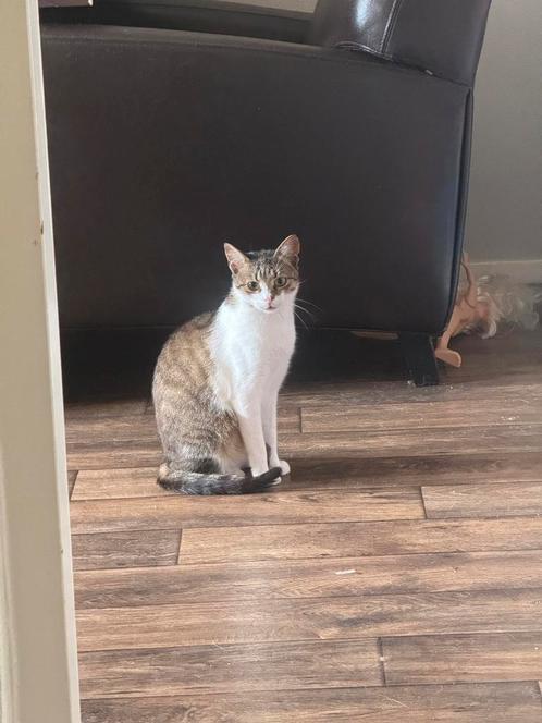 Jumbo kleine kater 4 jaar, Dieren en Toebehoren, Katten en Kittens | Overige Katten, Kortharig, Kater, 3 tot 5 jaar