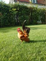 3 Mooie kleine gezellige serama ayam haantjes. +/- 360 gram, Dieren en Toebehoren, Pluimvee, Mannelijk, Kip