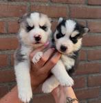 Prachtige pomksy puppy’s, Dieren en Toebehoren, Rabiës (hondsdolheid), Overige rassen, 8 tot 15 weken, Meerdere
