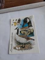 BRANTA. CANADENSIS. 1986, Ophalen of Verzenden, 1980 tot heden