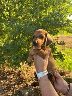 Dwergteckel pups laatste reutje, Dieren en Toebehoren, Honden | Teckels en Dashonden, 8 tot 15 weken, Korthaar, Dwerg, Meerdere