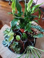 Uitgebloeide orchidee - Gratis bij..., Huis en Inrichting, Kamerplanten, Ophalen of Verzenden, Overige soorten, Minder dan 100 cm