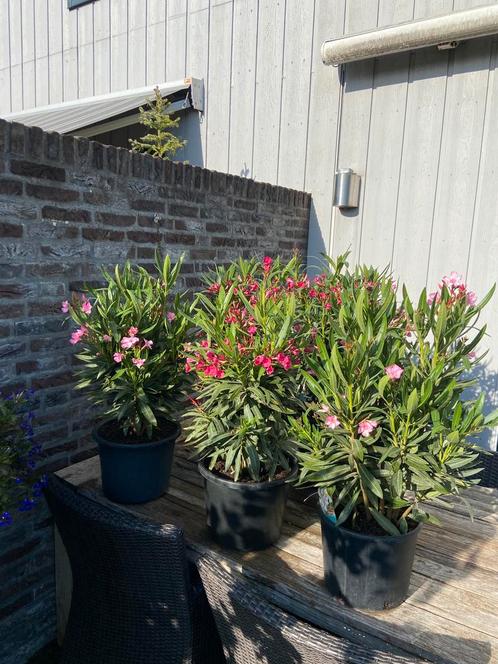 Laatste stuks prachtige oleanders vol bloemen in pot!!, Tuin en Terras, Planten | Tuinplanten, Vaste plant, Overige soorten, Volle zon