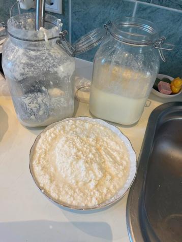 Verse active rauwe melk kefir korrels melkkefirkorrels beschikbaar voor biedingen