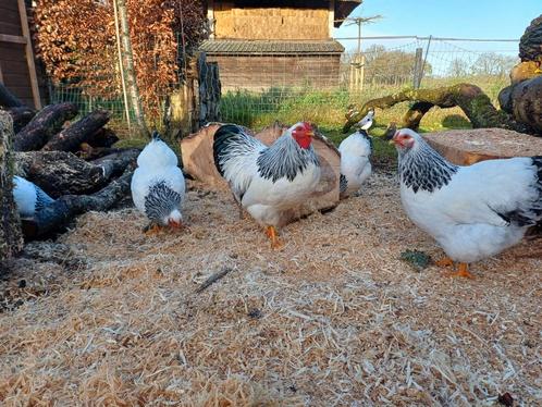 Broedeieren Wyandotte Columbia kriel ** Op voorraad**, Dieren en Toebehoren, Pluimvee, Kip, Geslacht onbekend