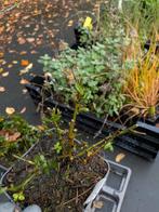 Aster crimson brocade. Herfstaster p9, Volle zon, Vaste plant, Zomer, Ophalen