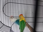 Koppel  fischeri, Dieren en Toebehoren, Vogels | Parkieten en Papegaaien, Meerdere dieren, Dwergpapegaai of Agapornis, Geringd