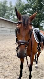 Dyon variant hoofdstellen incl teugels, Dieren en Toebehoren, Paarden en Pony's | Hoofdstellen en Tuigage, Nieuw, Overige soorten