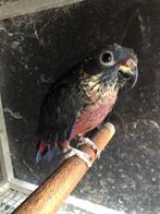 Koppel pionus Fuscus te koop, Meerdere dieren, Papegaai, Geringd