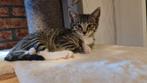 Gevaccineerde kittens, Dieren en Toebehoren, Kater, Ontwormd