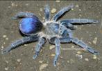 0-0-1 Pseudhapalopus sp. Blue €25, Amfibie, 0 tot 2 jaar