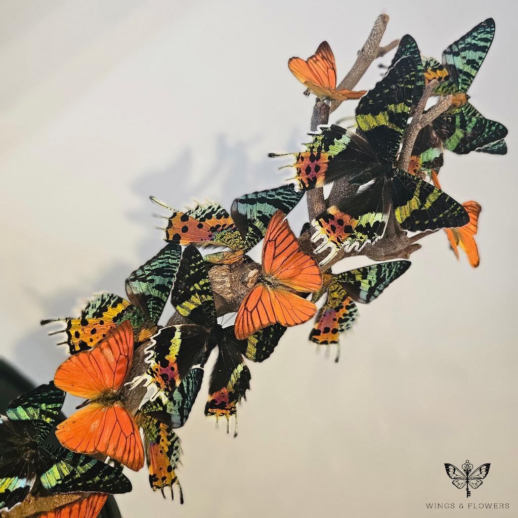 Antieke vlinderstolp, Wings & Flowers, Touwbaan 11, Lekkerkerk, Nieuw, Ophalen of Verzenden