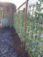 Hedera hibernica 150/175 cm met Gratis bind Clipjes, Ophalen of Verzenden