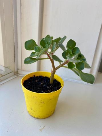 Aichryson laxum Tree of Love plantjes beschikbaar voor biedingen