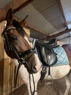 Zwart hoofdstel lak neusriem, Dieren en Toebehoren, Ophalen of Verzenden, Dressuur