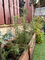 Rozemarijn plant - 40cm, Volle zon, Vaste plant, Ophalen of Verzenden, Kruiden