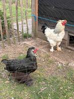 Brahma kippen, Dieren en Toebehoren, Pluimvee, Meerdere dieren, Kip
