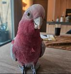 GEVRAAGD ALLE SOORTEN VOGELS EN PAPEGAAIEN NOGMAALS LEZEN!!!, Dieren en Toebehoren, Vogels | Parkieten en Papegaaien, Meerdere dieren