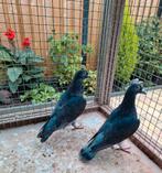 Kleurpostduiven 2 duiven, Dieren en Toebehoren, Meerdere dieren