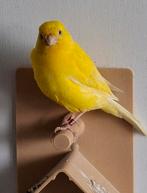 Te koop, Dieren en Toebehoren, Vogels | Kanaries, Mannelijk