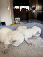 Lieve ragdoll kittens, Dieren en Toebehoren, Katten en Kittens | Overige Katten, Meerdere dieren, Langharig, 0 tot 2 jaar