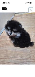 Elite mini pomperiaan bearface teefje, Dieren en Toebehoren, Particulier, Rabiës (hondsdolheid), 15 weken tot 1 jaar, Overige rassen