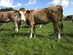 Te koop, fleckvieh pink en een kruising Holstein/Hereford, Dieren en Toebehoren, Vrouwelijk, 0 tot 2 jaar