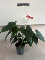 Prachtige Anthurium plant met rode bloem, Huis en Inrichting, Kamerplanten, Overige soorten, In pot, Minder dan 100 cm, Bloeiende kamerplant