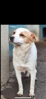 Yoyo, een lief, zachtaardig rustig teefje 1,5 jaar, Dieren en Toebehoren, Honden | Niet-rashonden, Particulier, Rabiës (hondsdolheid)