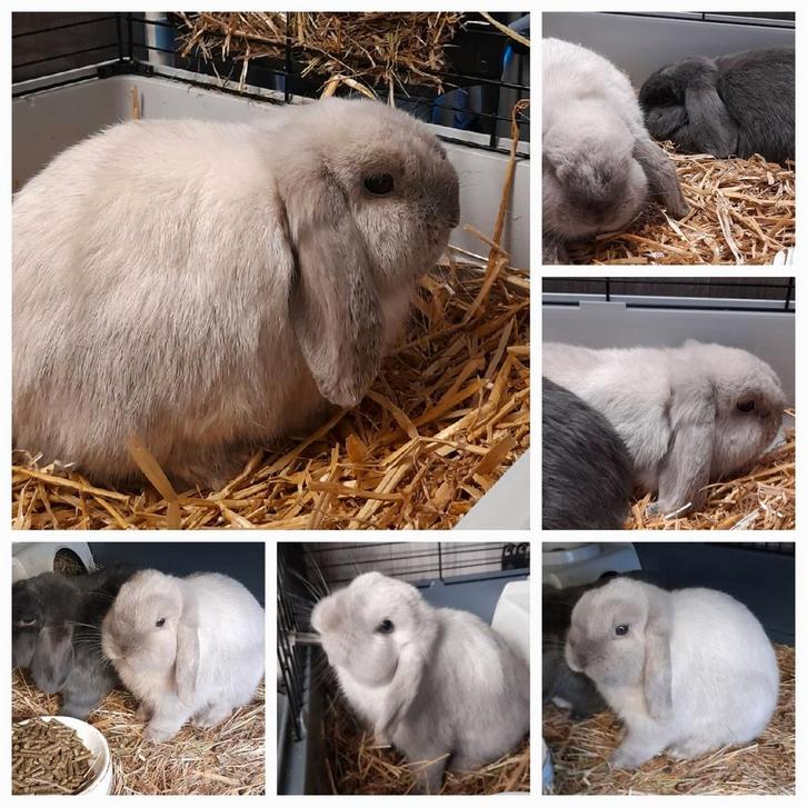 Raszuiver minilop rammetje, Dieren en Toebehoren, Konijnen, Dwerg, Mannelijk, 0 tot 2 jaar, Hangoor