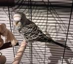 mannetje en groen vrouwtje parkietjes Van daag op halen, Meerdere dieren, Parkiet, Tam