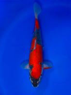 VHQ Jumbo Tosai Gishiki 35-40cm Japanse koi