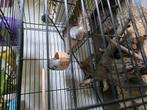2 diamantduifjes te koop. Koppeltje, Dieren en Toebehoren, Vogels | Overige Vogels, Meerdere dieren