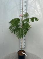 Albizia julibrissin 'Ombrella slaapboom'🌿🌺, Ophalen, Volle zon, Overige soorten