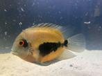 Uaru, Dieren en Toebehoren, Vissen | Aquariumvissen, Vis
