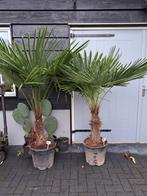 Trachycarpus fortunei winterharde palmboom, Volle zon, Ophalen of Verzenden, Palmboom
