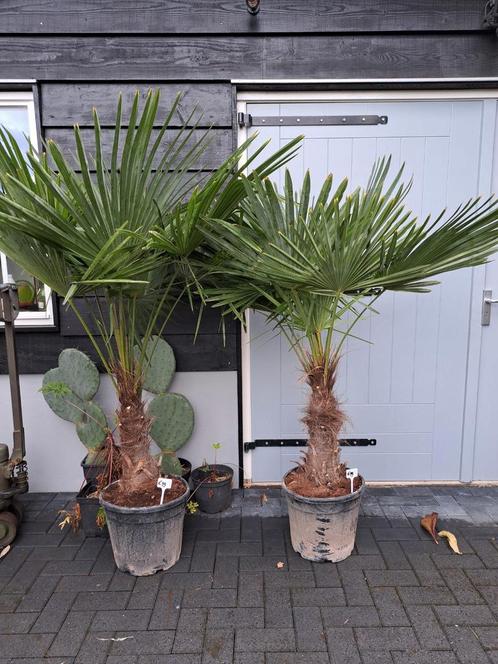 Trachycarpus fortunei winterharde palmboom, Tuin en Terras, Planten | Bomen, Palmboom, Volle zon, Ophalen of Verzenden