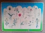 Oude schoolplaat Wilde Flora in Nederland, Ophalen of Verzenden, Natuur en Biologie